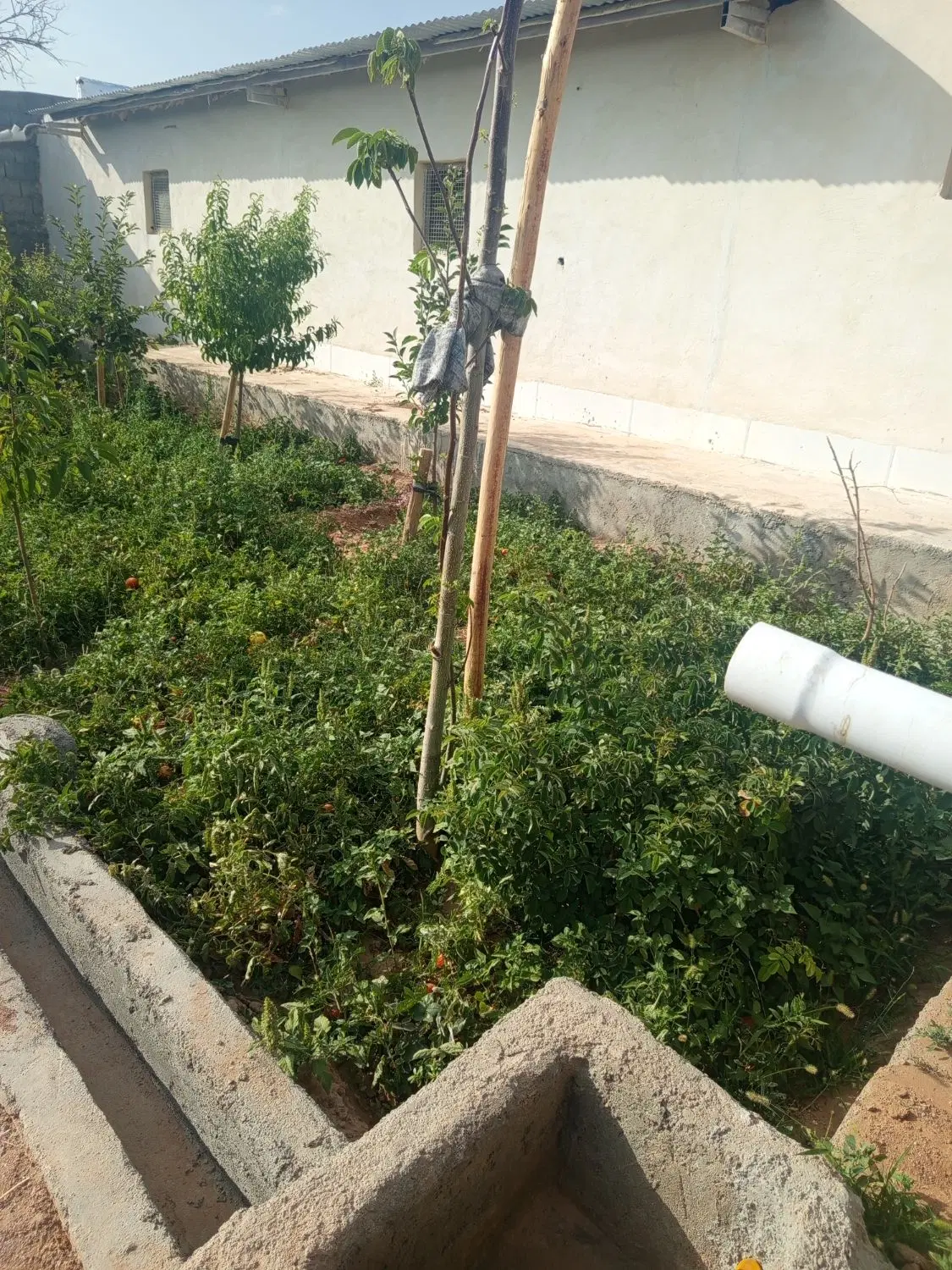 باغ .خونه باغ