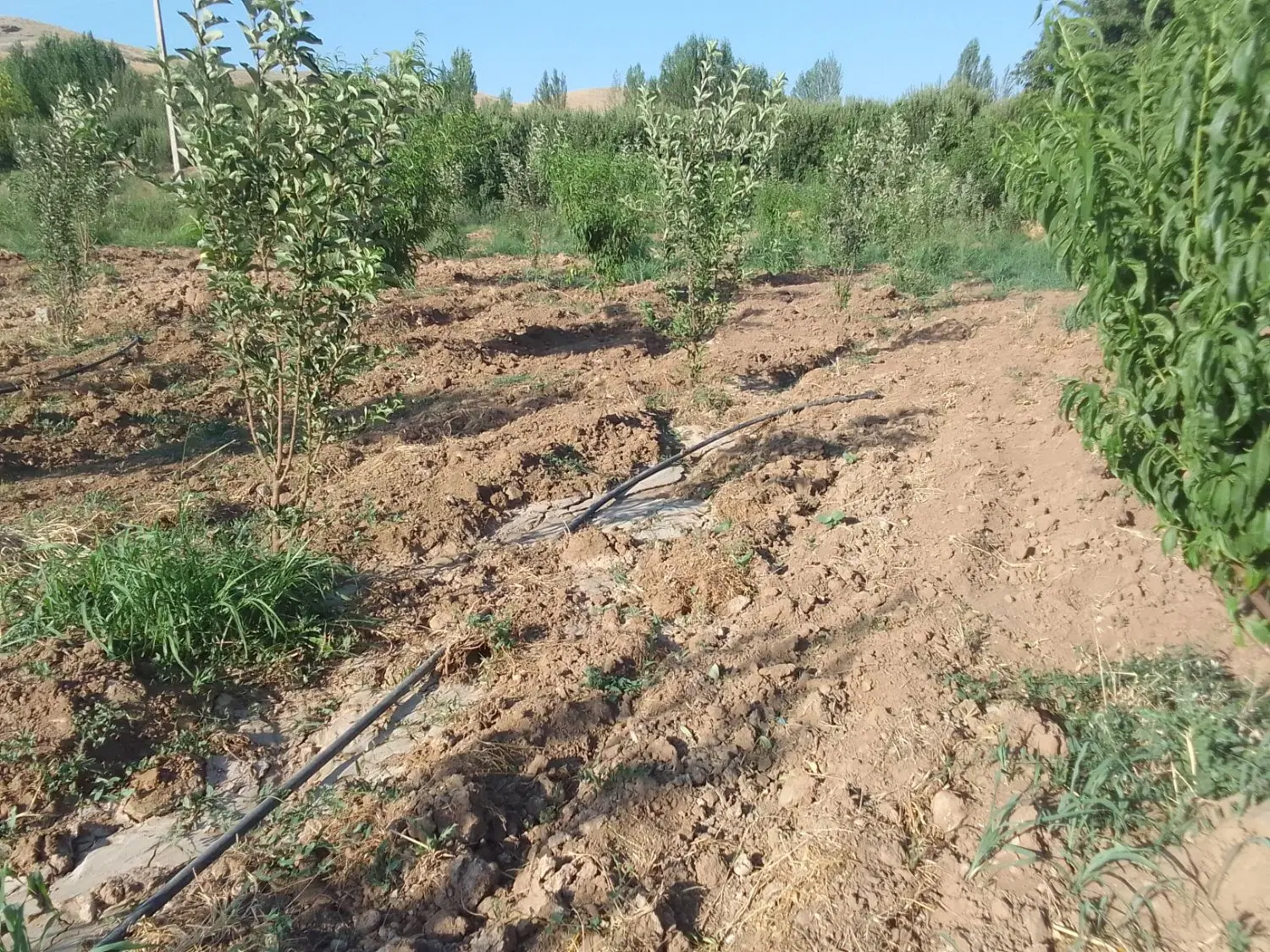 باغ دوساله واقع دروستایی آغاجاری