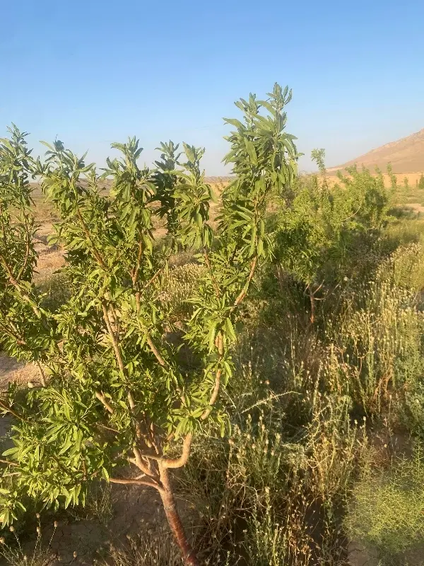 3هزار متر باغ میوه ۴ ساله و 2ساعت آب