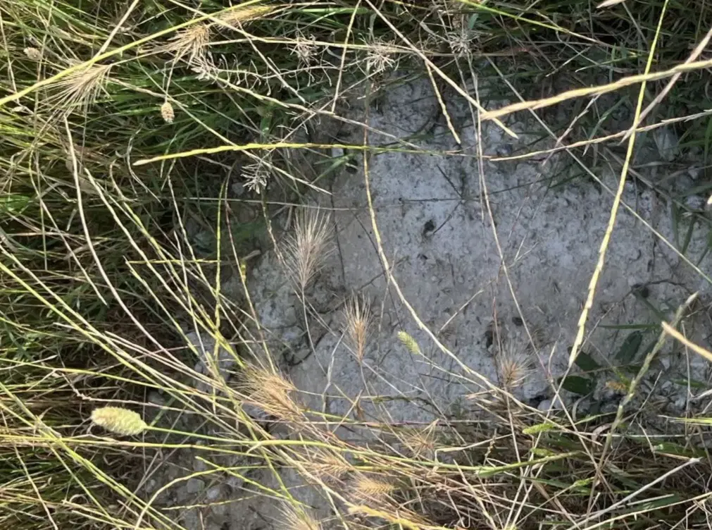 فروش زمین باغی  روستای اسپومحله