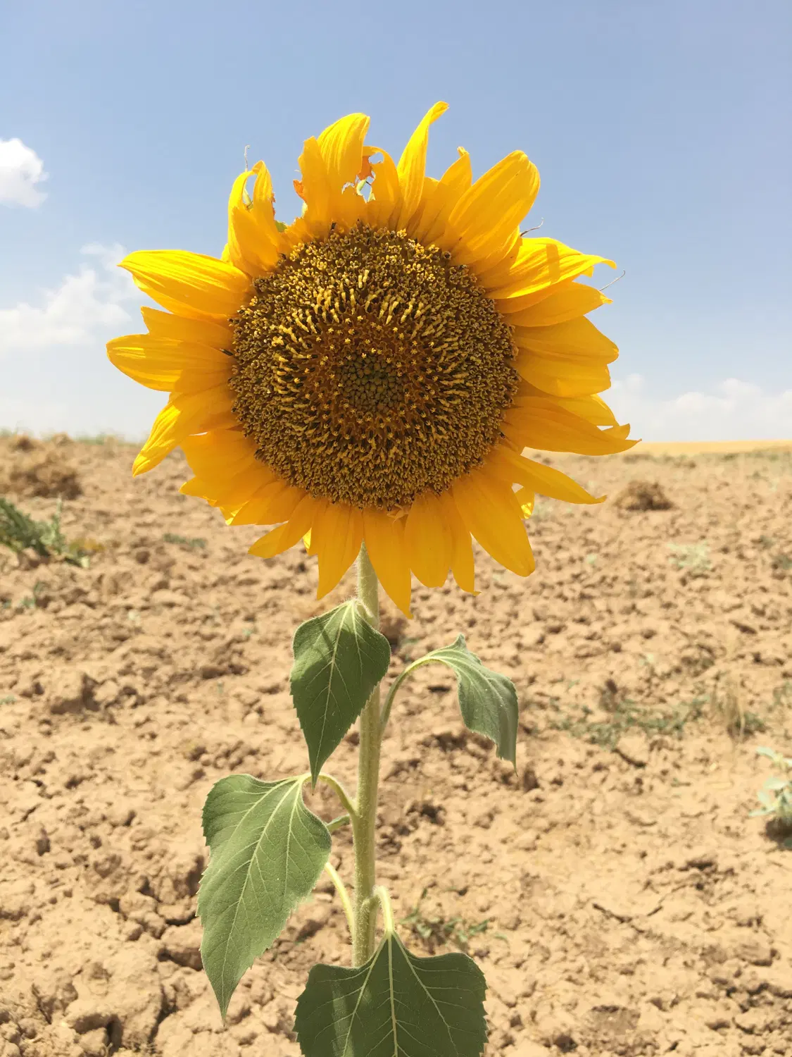 زمین کوی بیمارستان