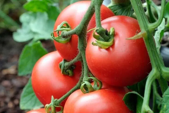 ۴_۵ هکتار زمین زراعی برای کشت گوجه