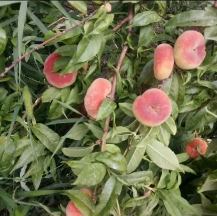 باغ گردشگری ۶۰ ساله با اصالت وچاه آب و حق‌آبه