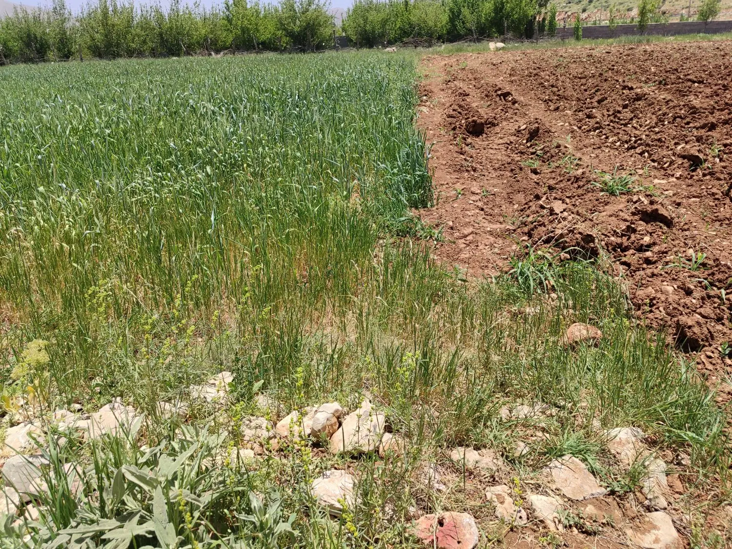 زمین باغ ویلا