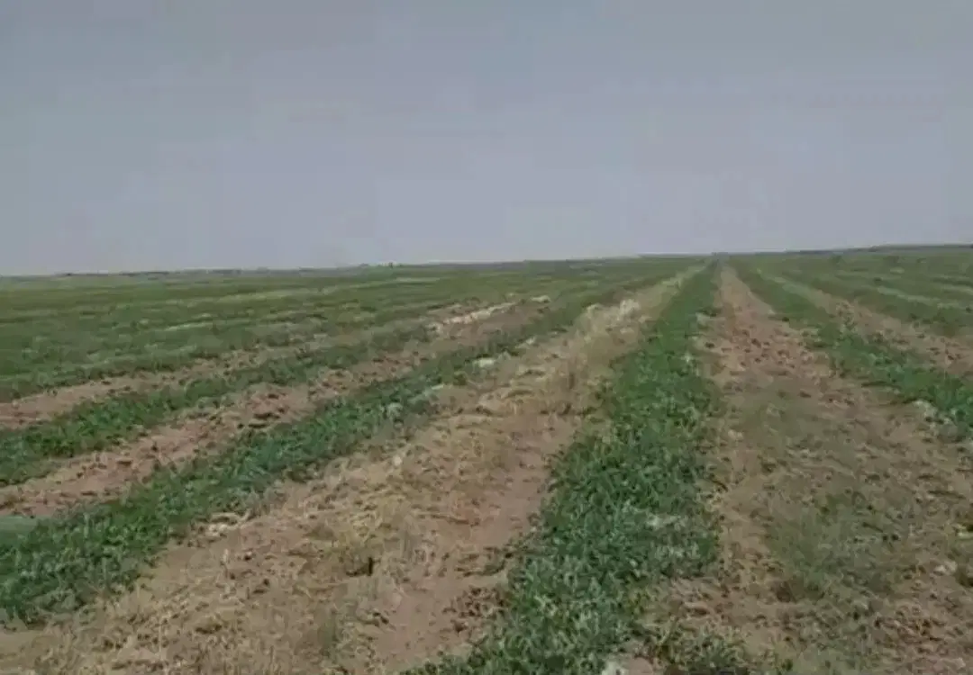 زمین دیم