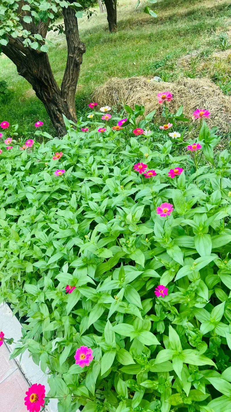 ویلا باغ روستای گرداباد