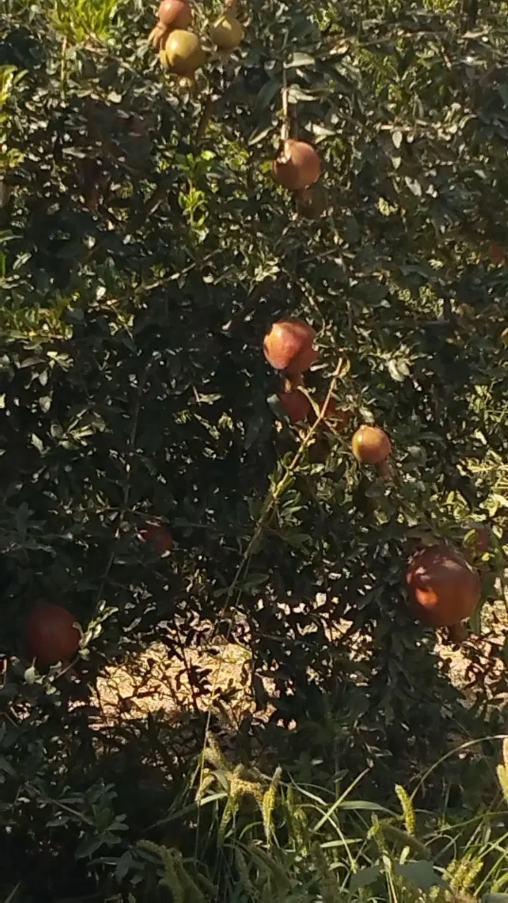 باغ انار