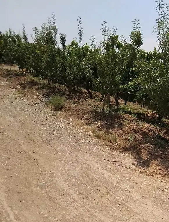 باغ ۹ هکتار سند تک برگ