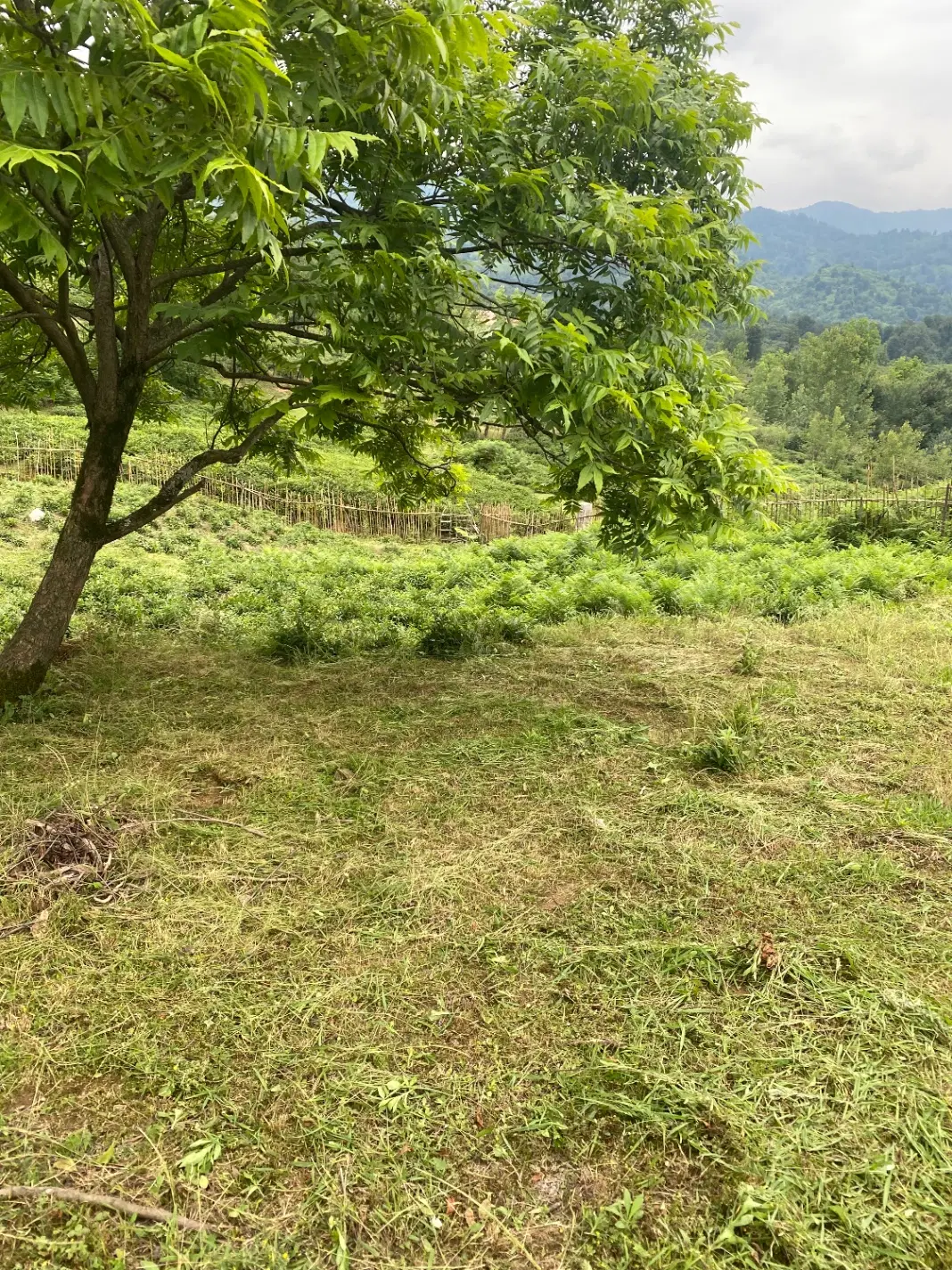 زمین‌‌در چماچا