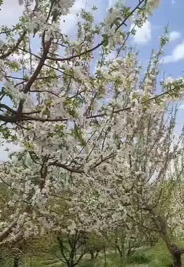 باغ .سند شش دانگ
