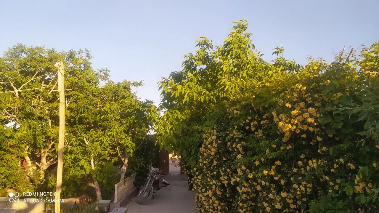 باغ فروش یا معاوضه