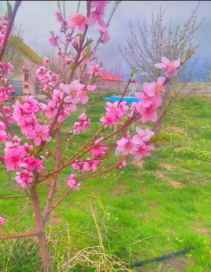 فروش خانه باغ
