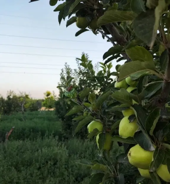 فروش باغچه تازه قطعه بندی شده