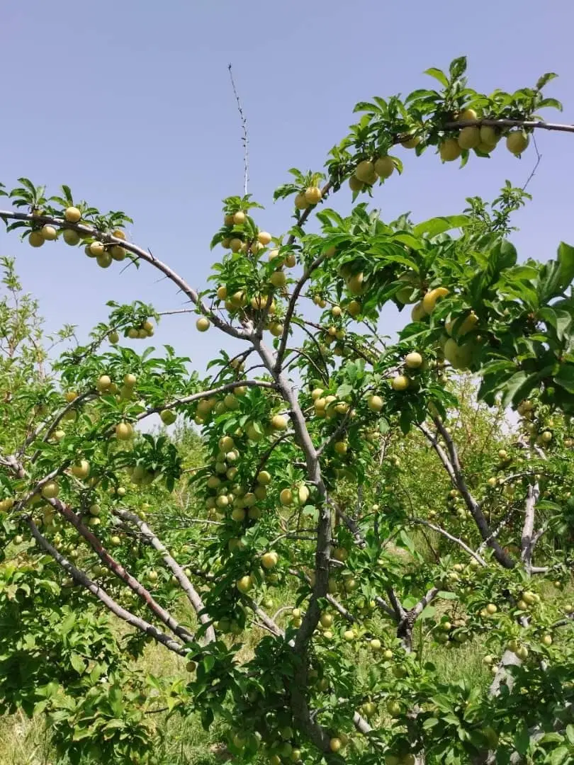 زمین با کاربری مسکونی