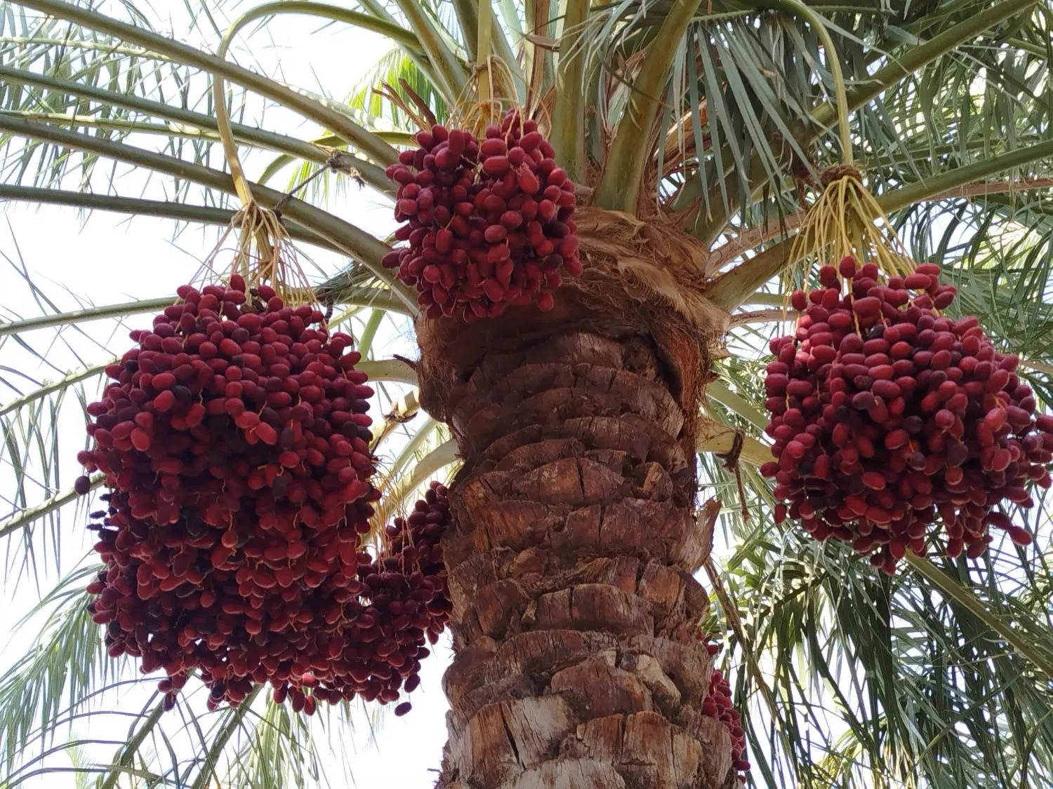 خرما اجاره ای باغچمک 1300