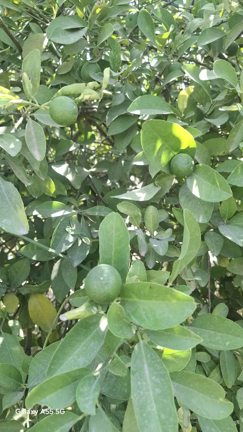 فروش باغچه