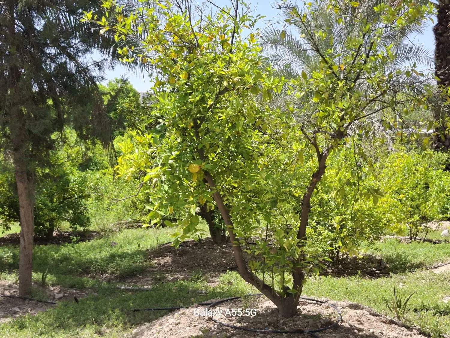 فروش باغچه