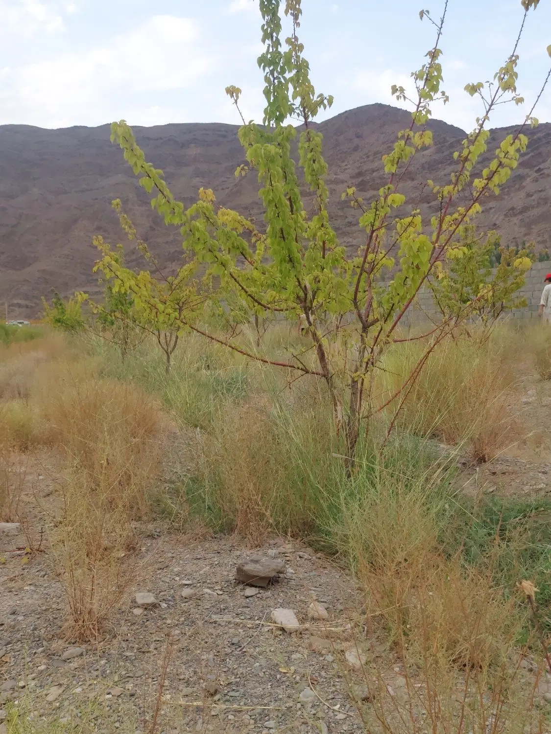 زمین سیرچ