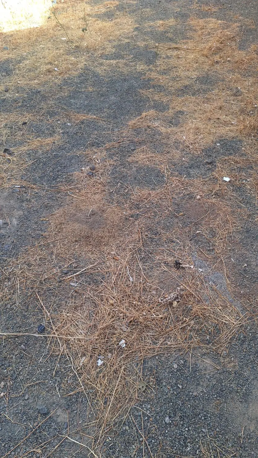 زمین گریزه
