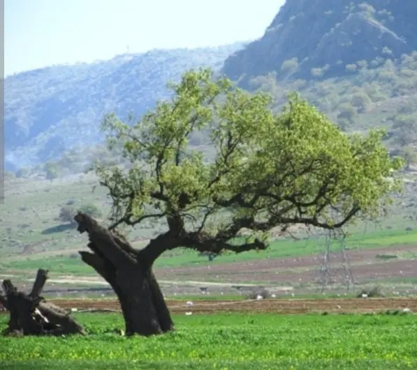 یک هکتار زمین خومزار