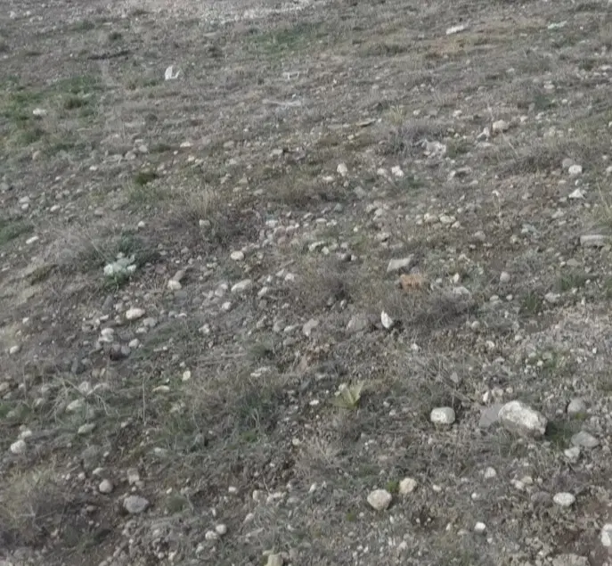 زمین در کرکج