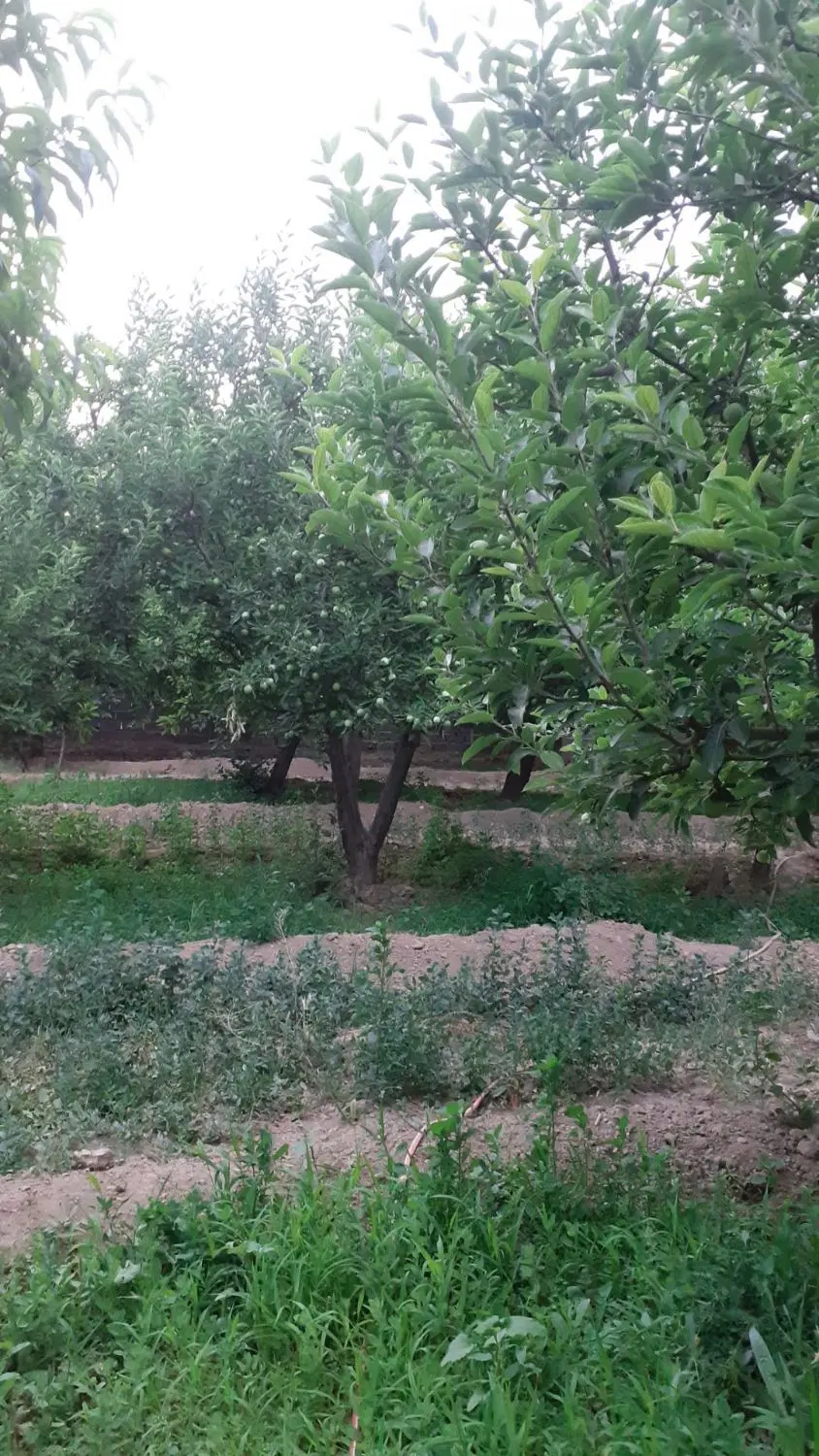 باغ دور دیوار ۱۳۰۰متر