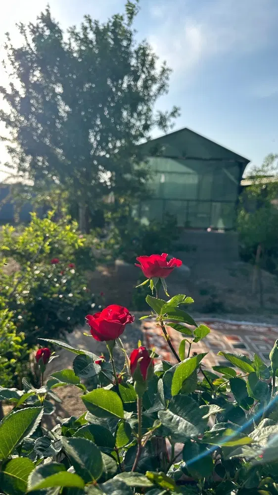 باغ