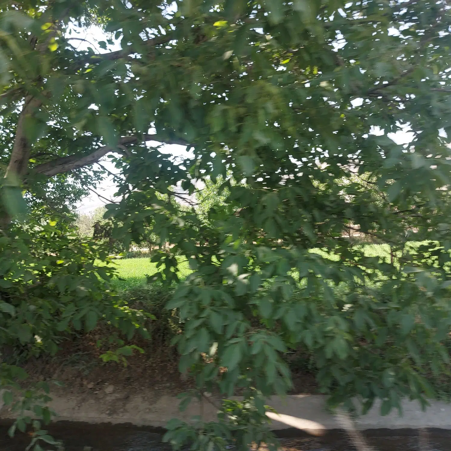 فروش زمین کشاورزی