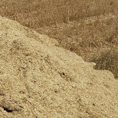 زمین کشاورزی
