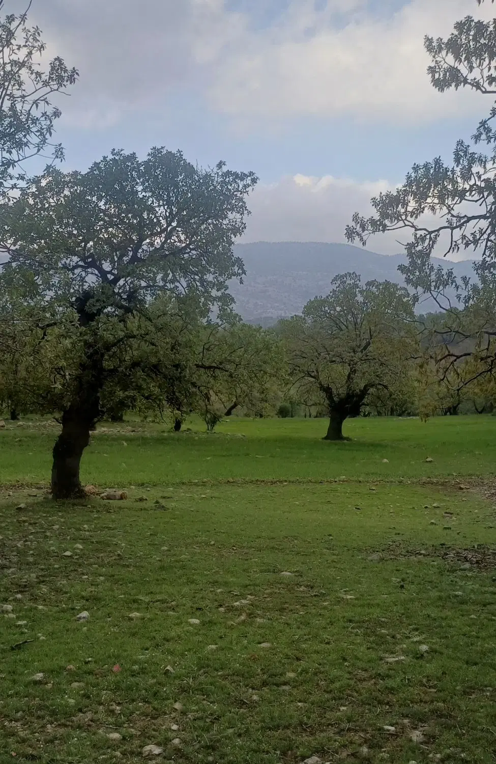 طرح گلستان
