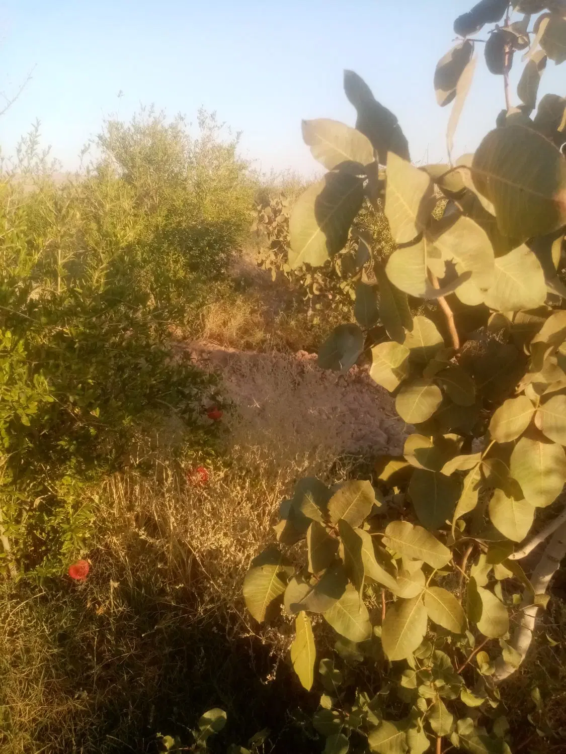 فروش باغ انار و پسته و زمین کشاورزی