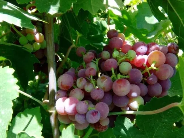 فروش زمین باغی دوکوهک کوچه رُز