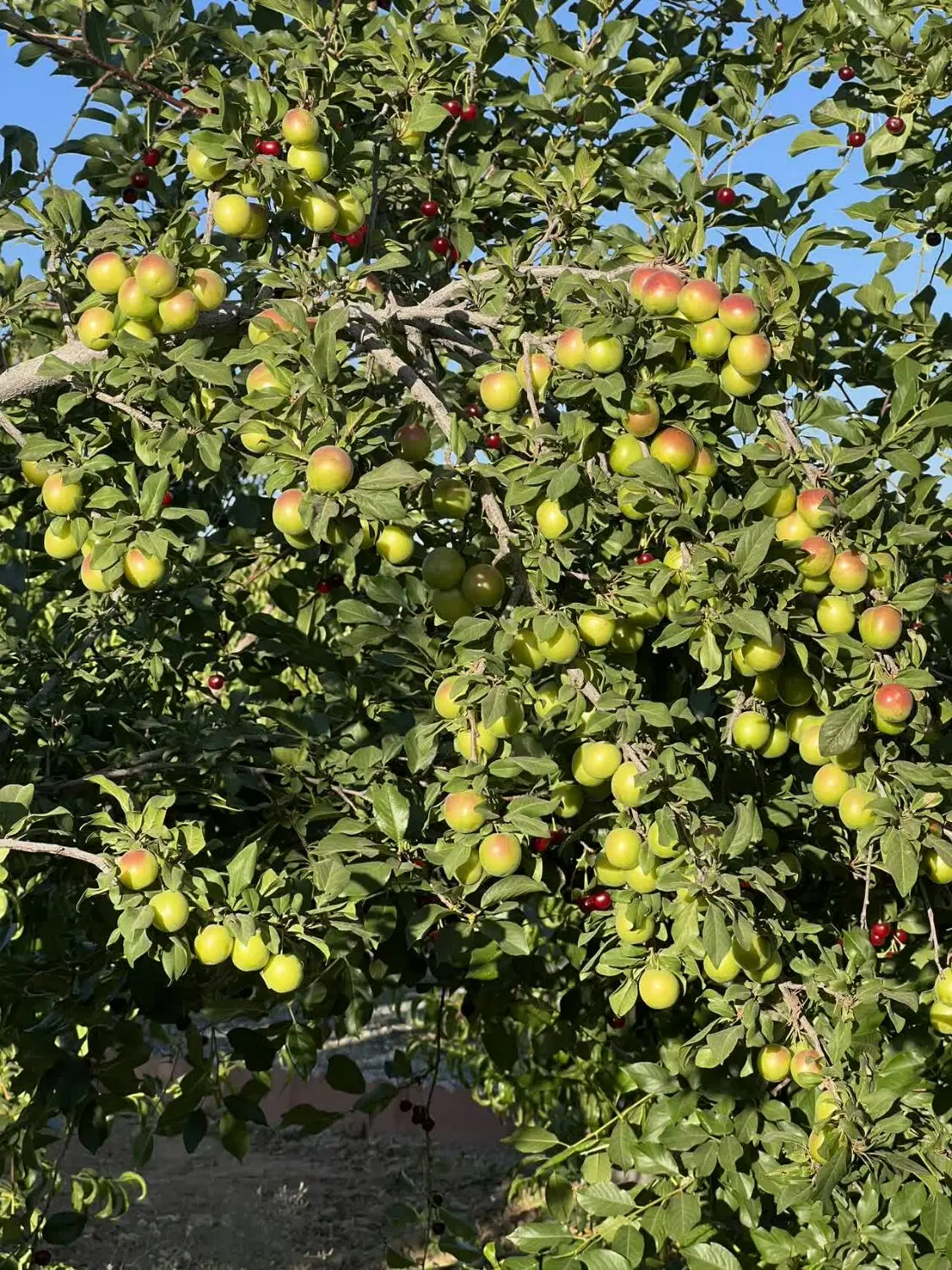 فروش باغ با درختان آجیلی و ساختمان کامل