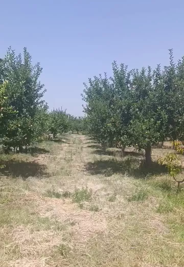 فروش باغ یکو‌ نیم هکتار