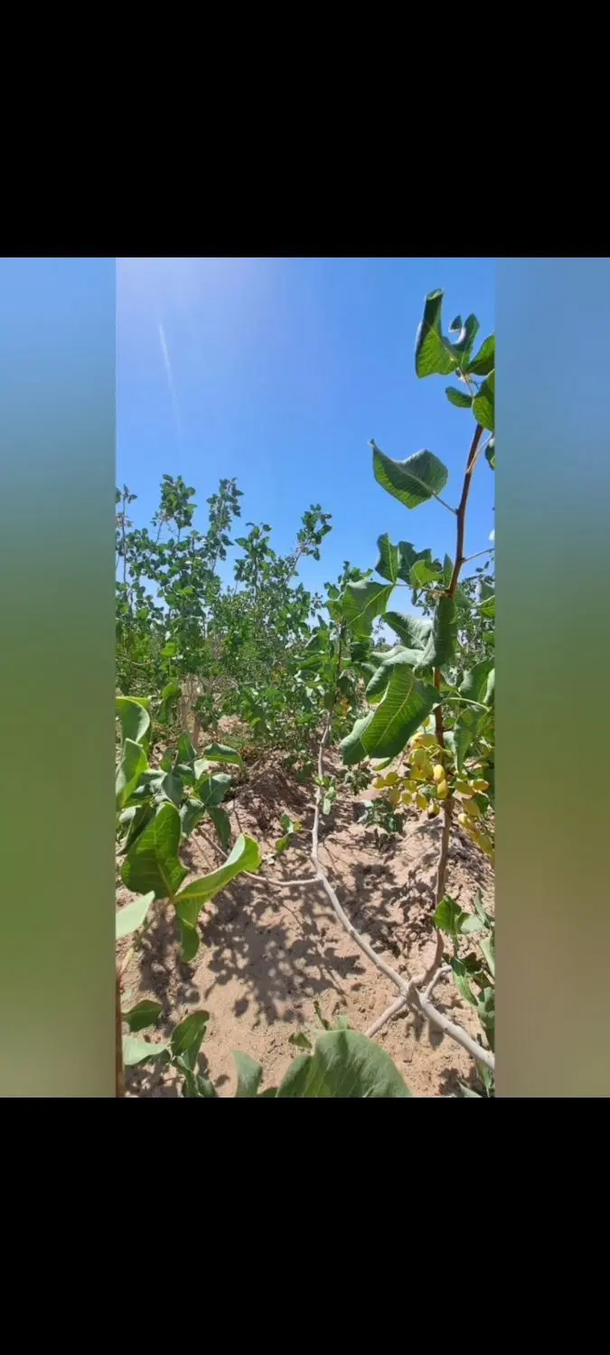 فروش باغ پسته فاز دو کوثر
