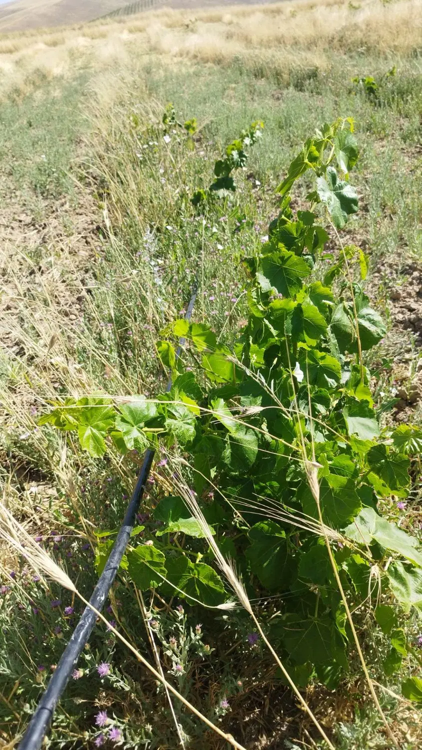 زمین کشاورزی باغ انگور