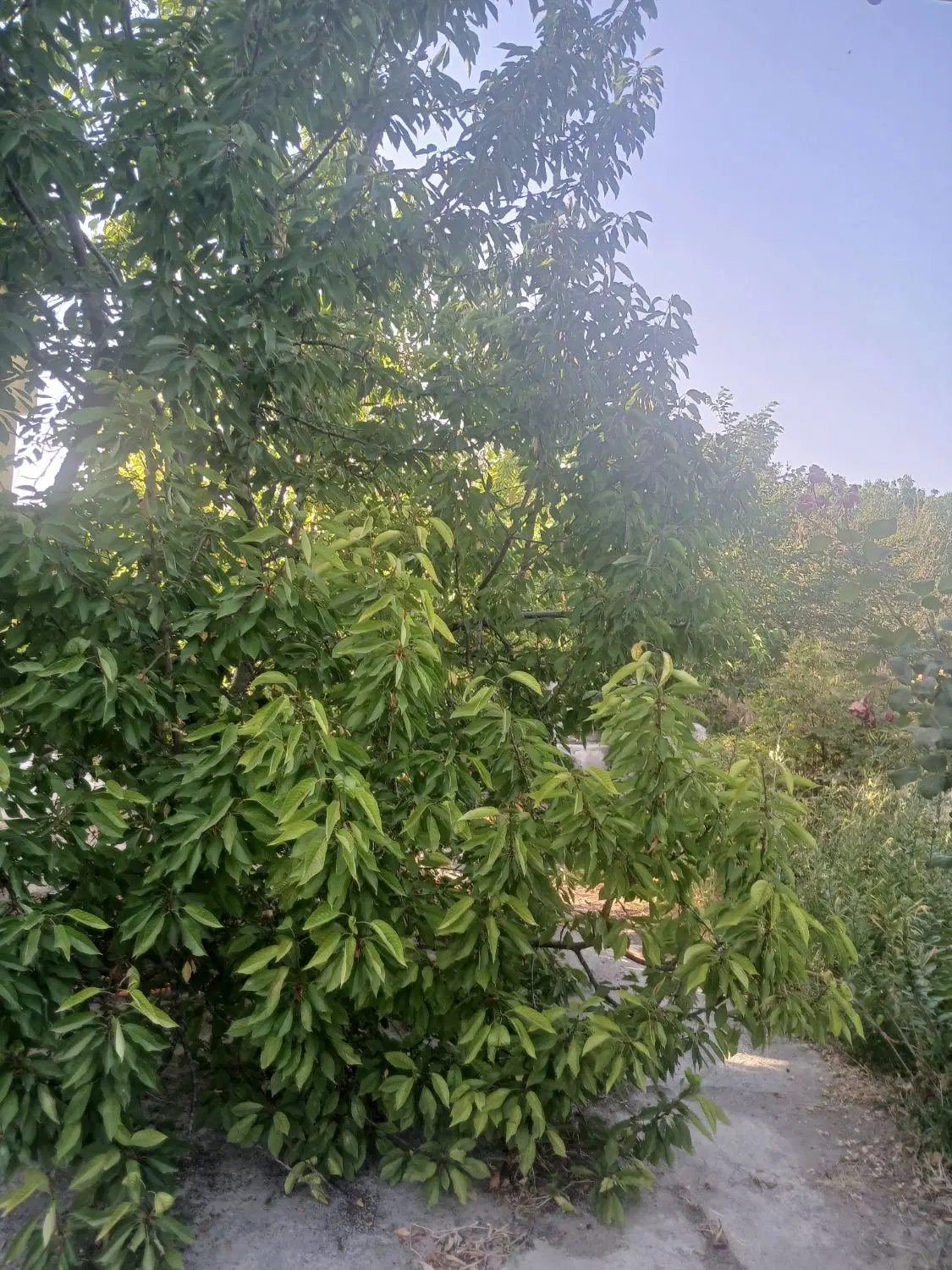 ۹۰۰ متر باغچه جاده سلماس روستای کولق آب برق آب شرب
