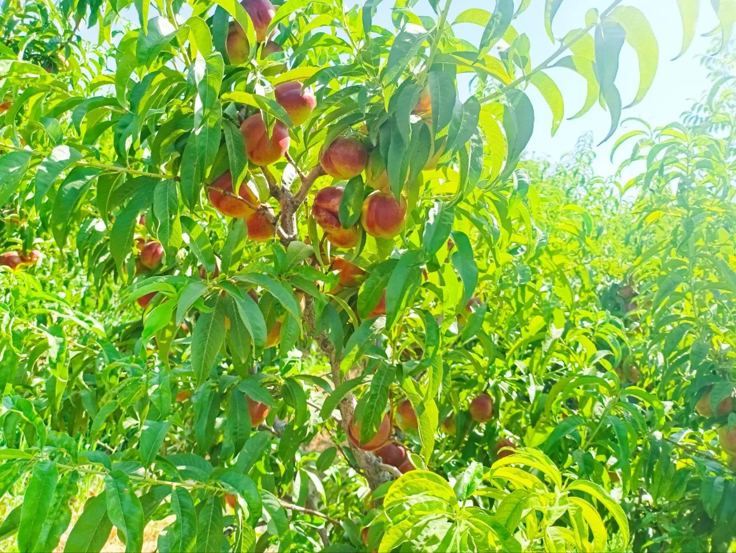 باغ بر جاده امامزاده