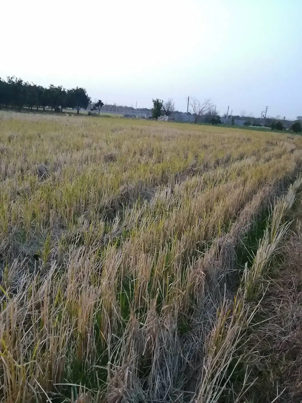 فروش زمین