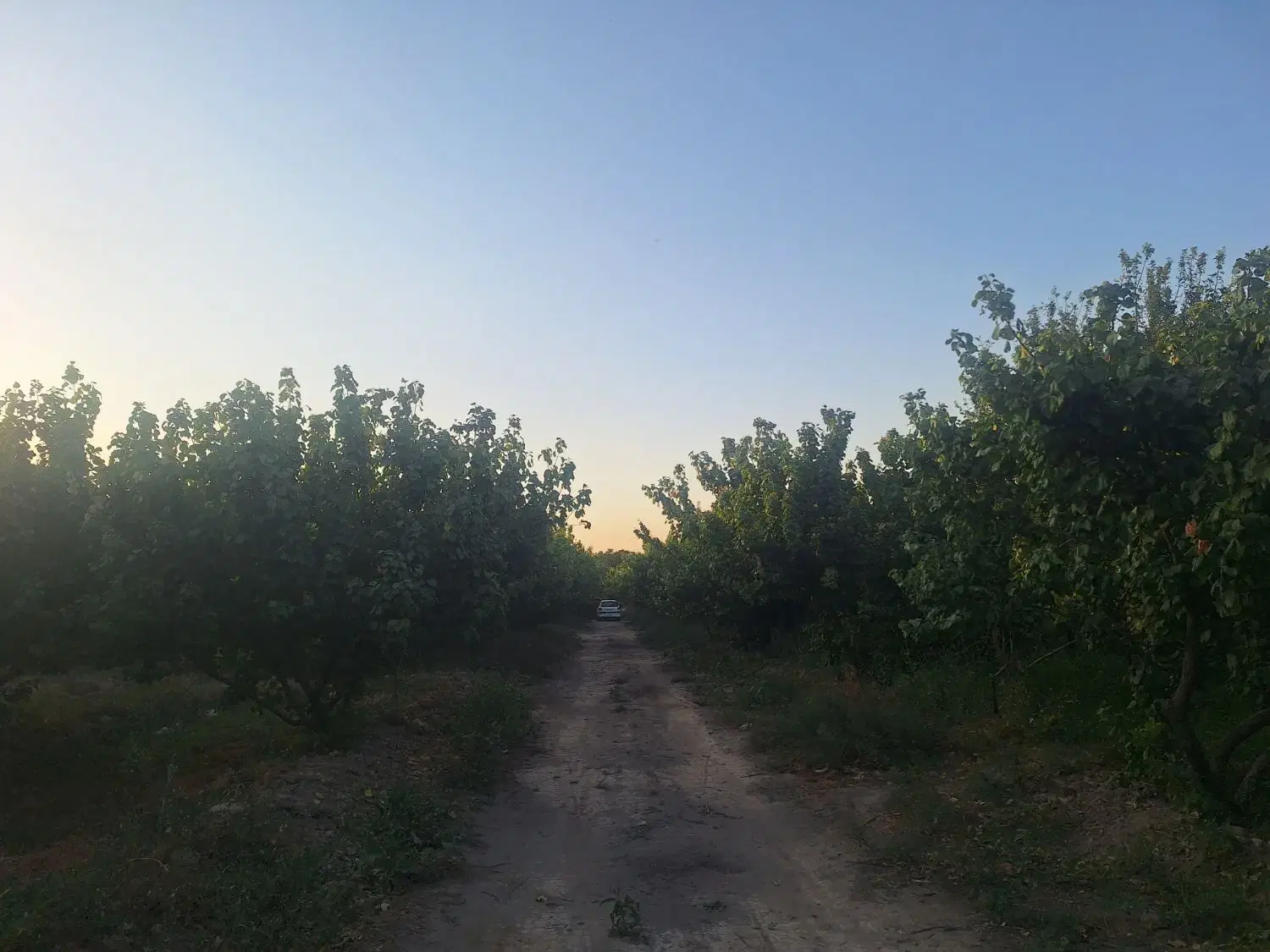 فروش ۲هکتار