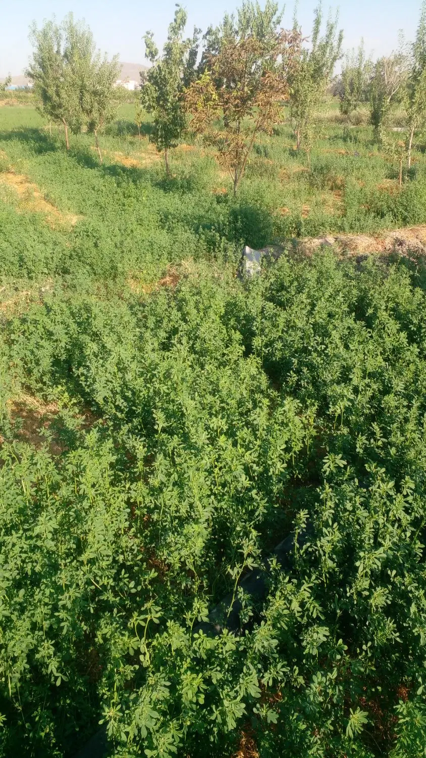 باغ