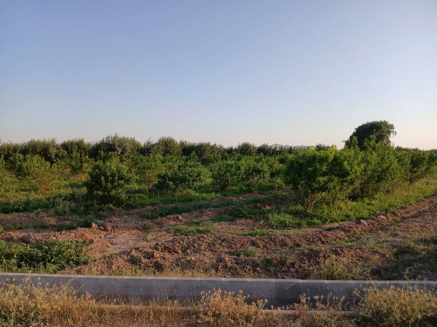 این باغ بفروش میرسد