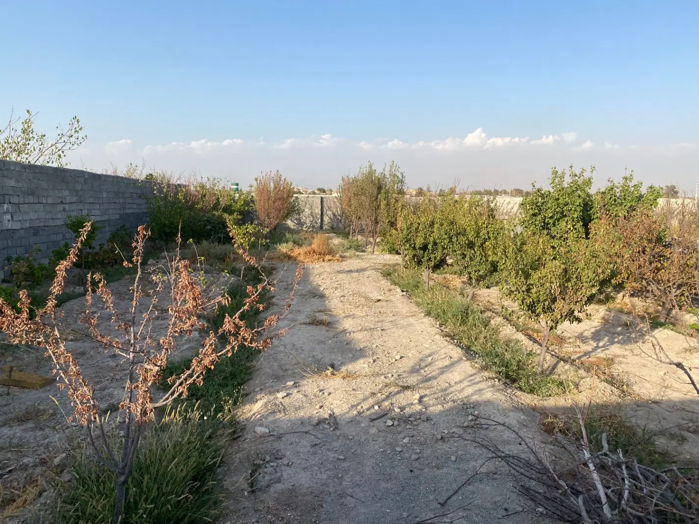 باغچه