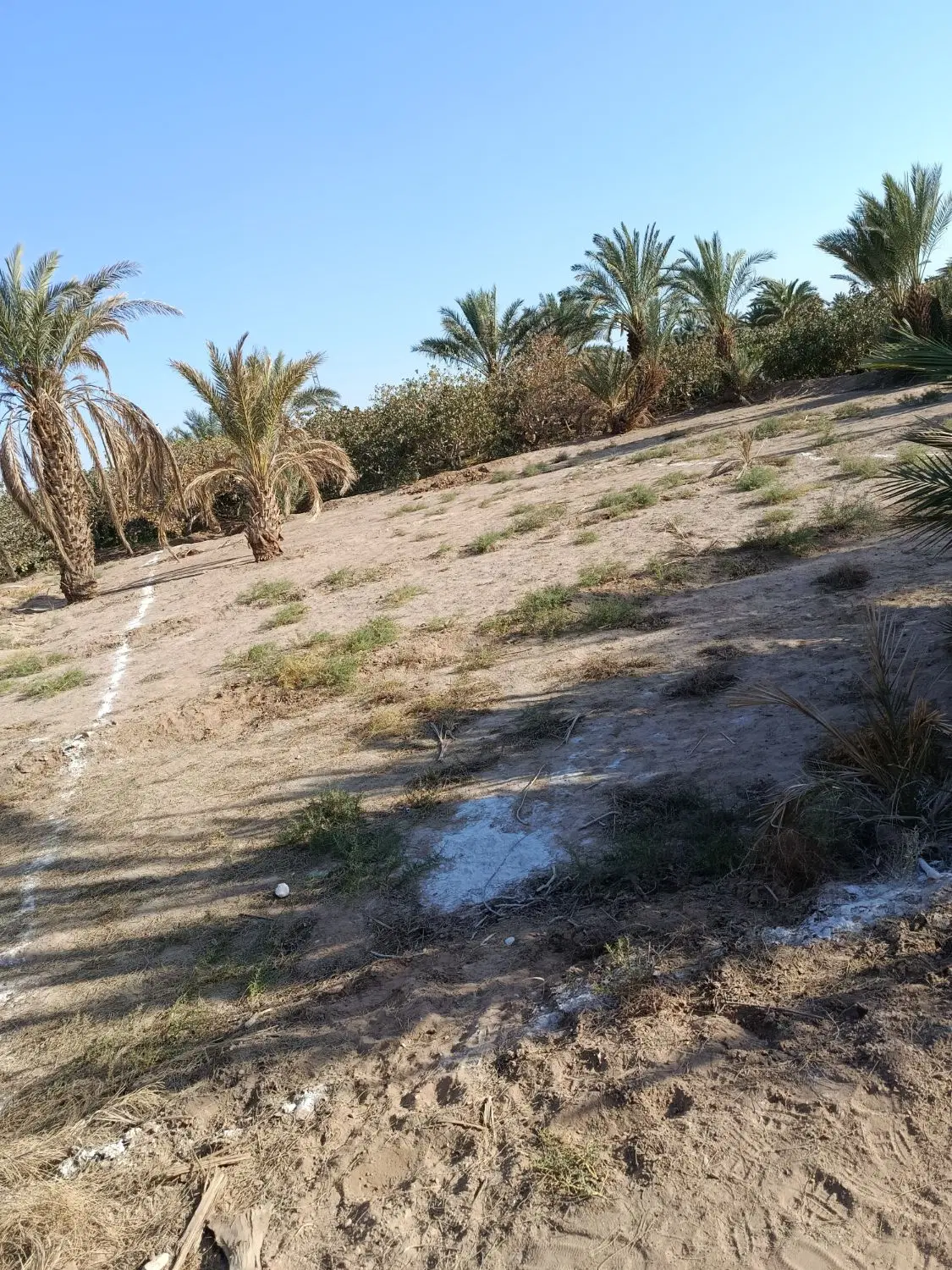 زمین