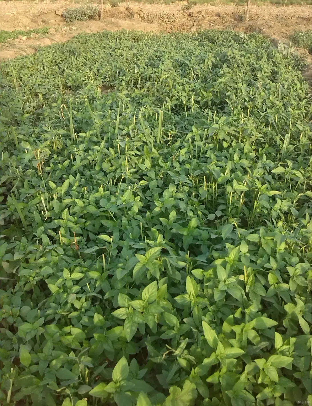 فروش زمین