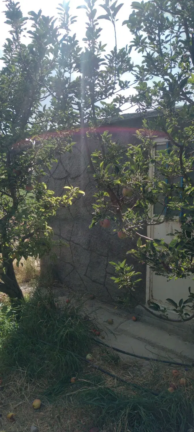 باغ سیب درکوی ویلایی جانبهان بستان آباد
