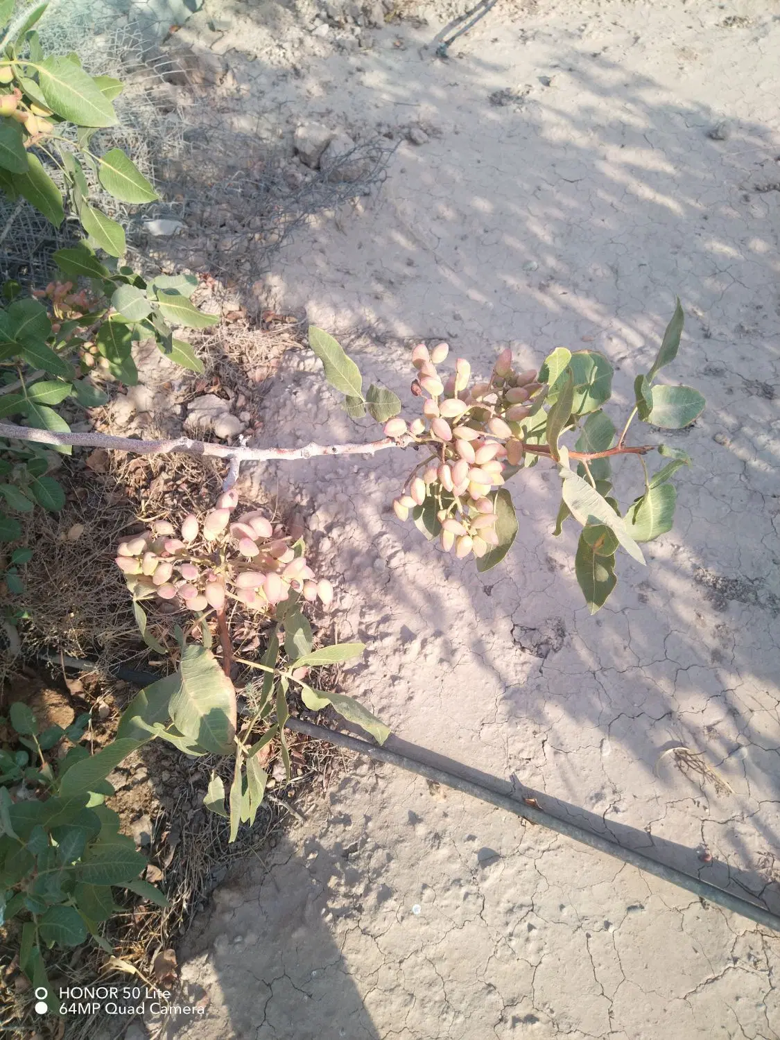 باغ پسته دو طرف دیوار 13ساله