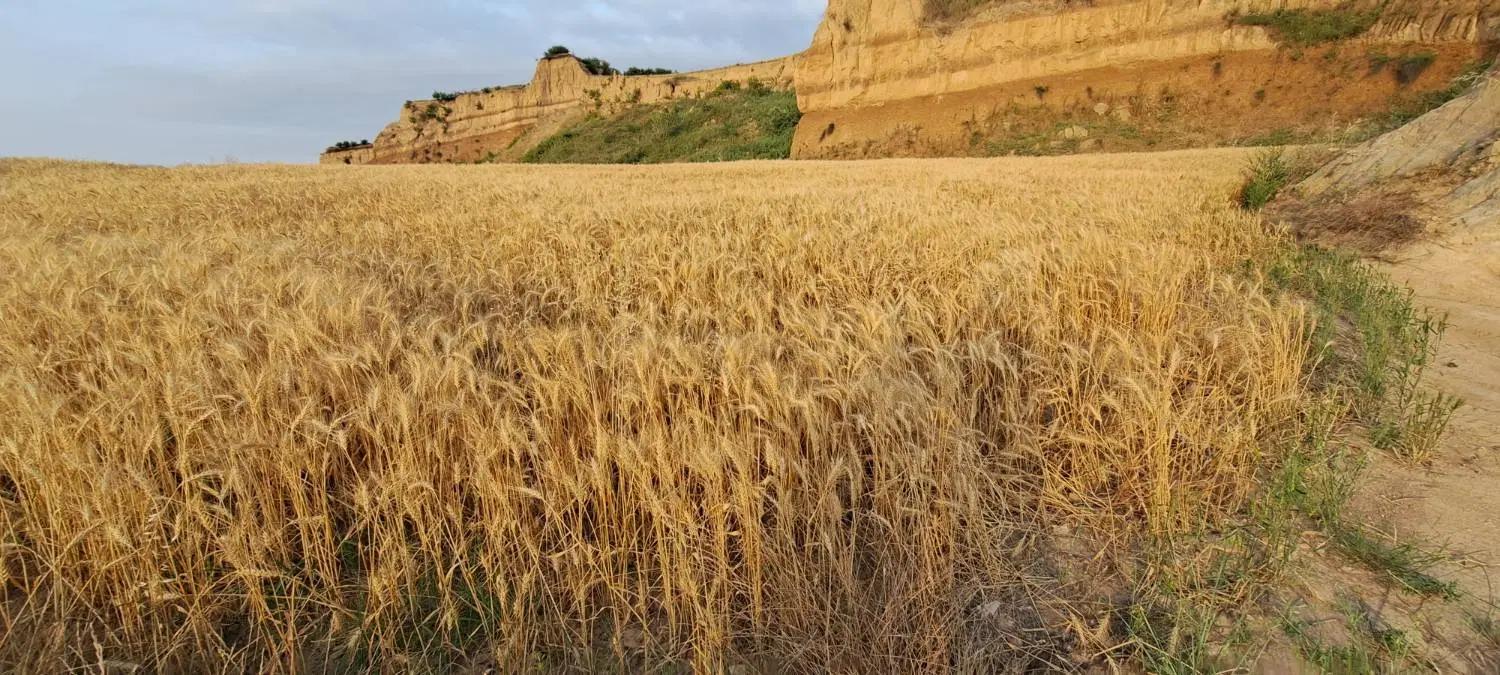 فروش زمین کشاورزی در روستای ابلو