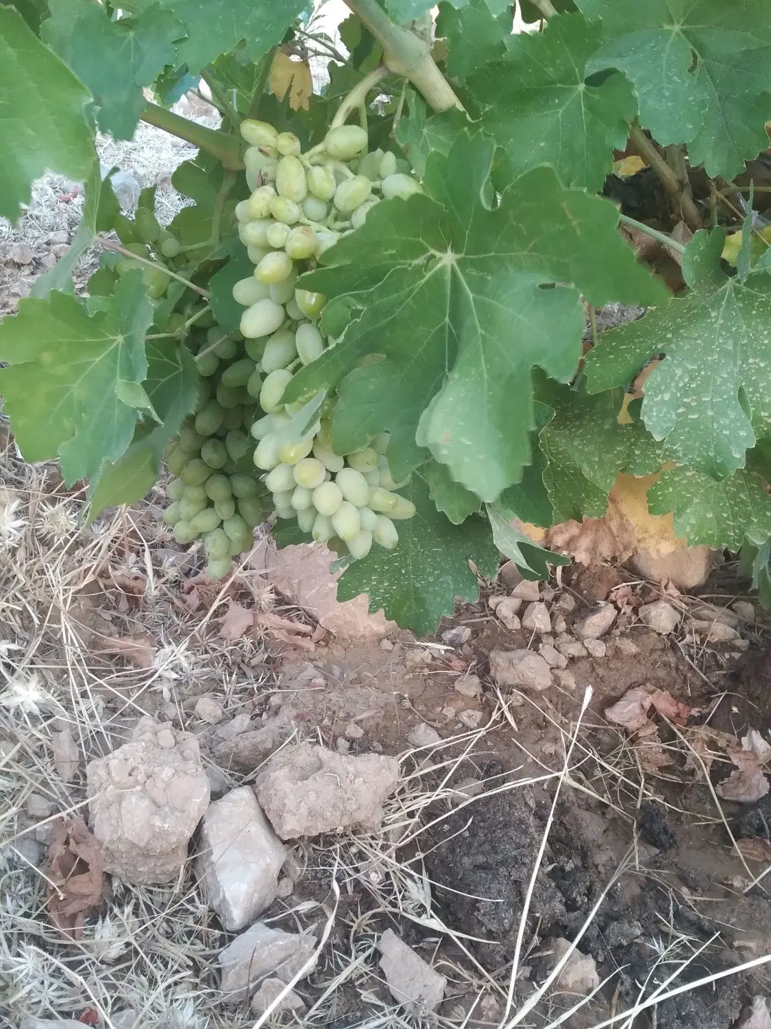 فروش باغچه زرقان تنگ چشمه