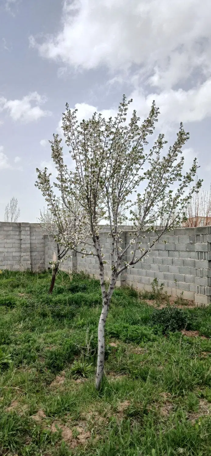 ویلا باغ دربستان اباد حاج اقا